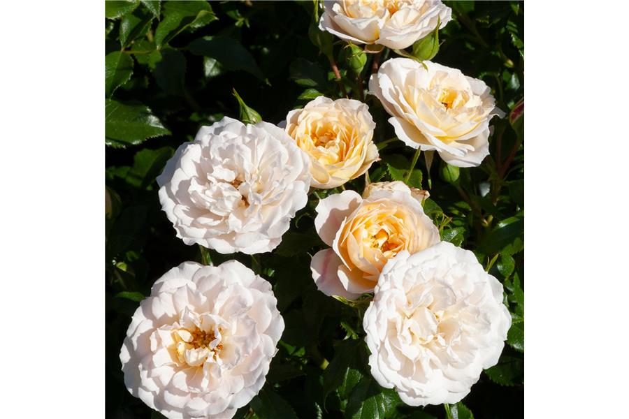 Rose Shrublet